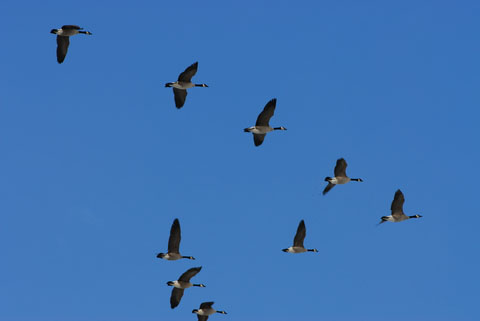 Geese flying in formation